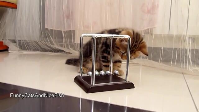 Котенце изучават физичните закони
