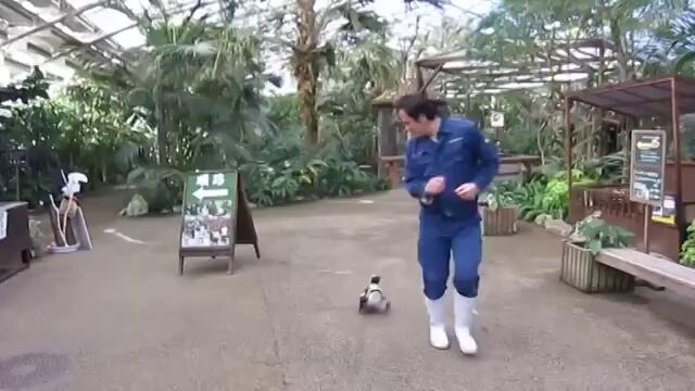 Пингвин бяга след стопанина си