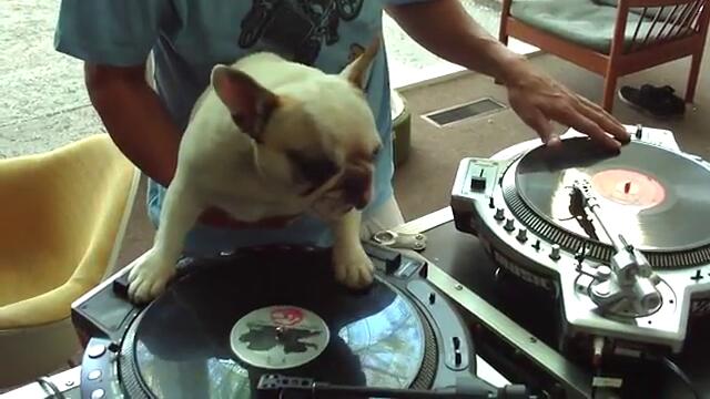 DJ MAMA and DJ Truly OdD scratch duet DJ doggy scratching french bulldog