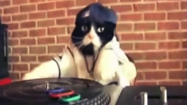 DJ Kitty feat Ill Bill - Trust Nobody. Kitty DJ video remix HD