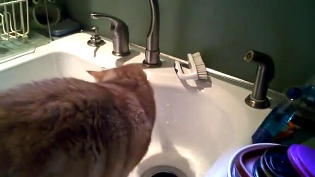 Котка пие вода от чешмата..