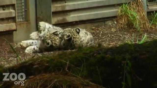 Семейство снежни леопарди