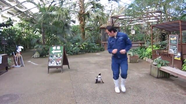 Сладко пингвинче не се разделя от служител на зоологическа градина.