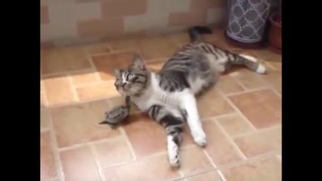 Funny Cats Compilation _ September 2013