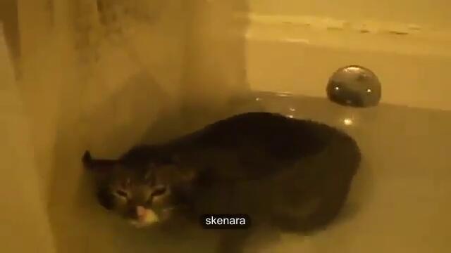 Котка Мяука Под Вода