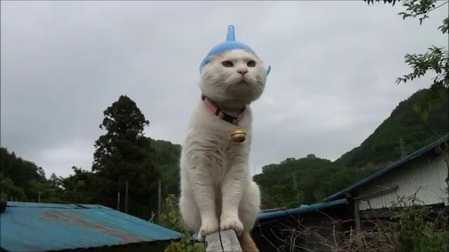 Котка с фуния като шапка