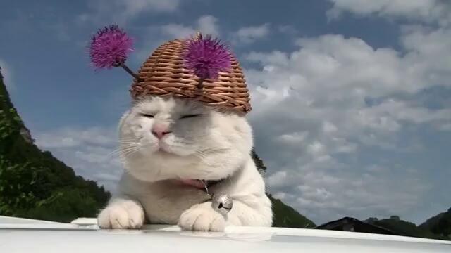 Котка има шапка с цветя