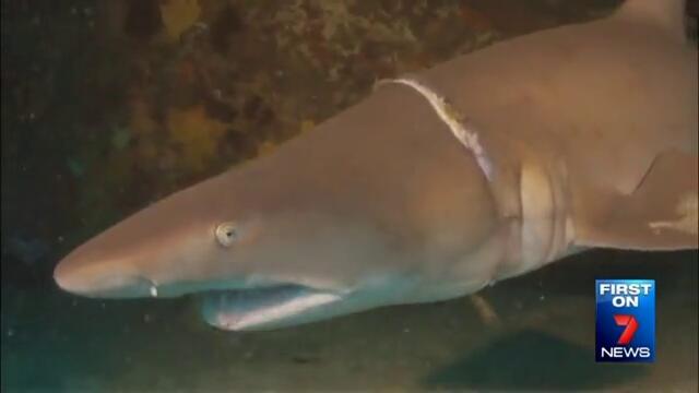 Леководолаз освобождава от смъртоносна примка акула !