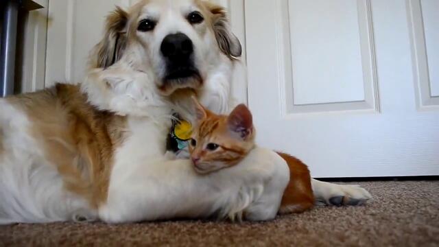 Приятелство между куче и котенце