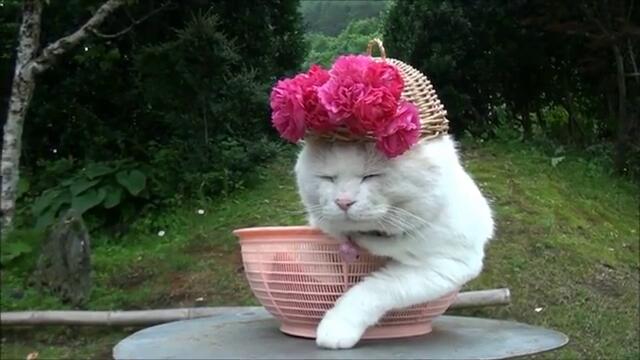 Коте с шапка от рози