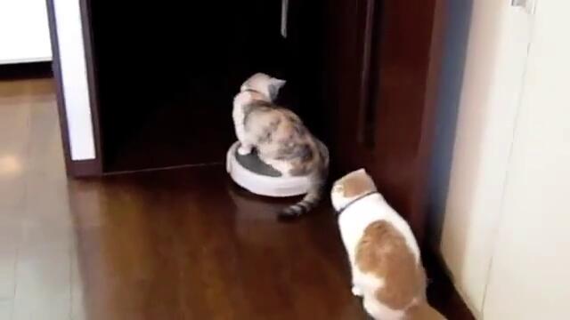 Котка се вози на Roomba робот за почистване