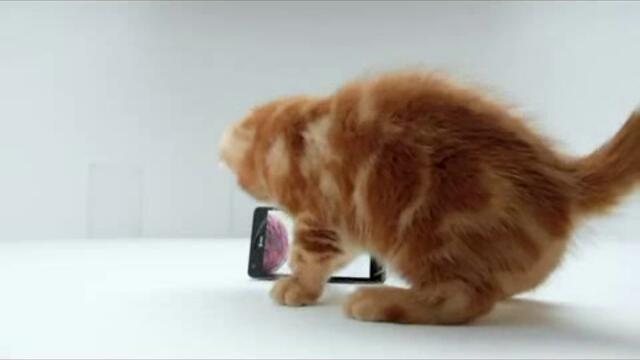 Коте си играе със Samsung Infuse 4GB