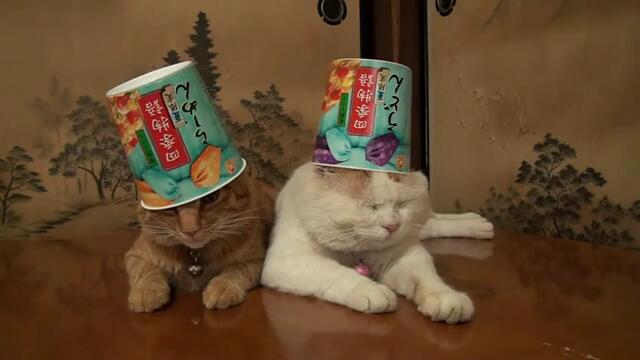 Две котенца имат яки шапки