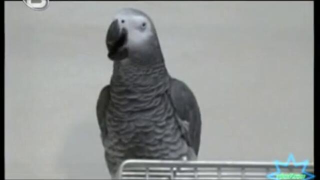 Рекордите на Гинес - Най-умният папагал (Алекс) HQ