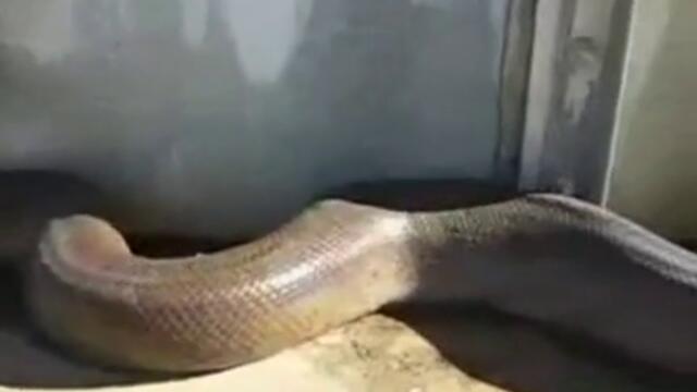 Намериха най-дългата змия мъртва!