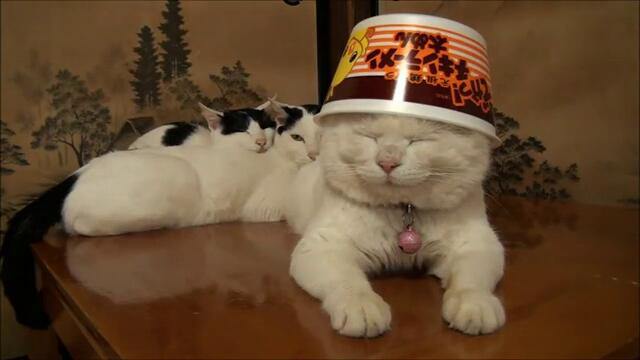 Коте има модерна шапка
