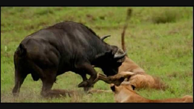 Buffalo vs lion, buffalo humilates lion.