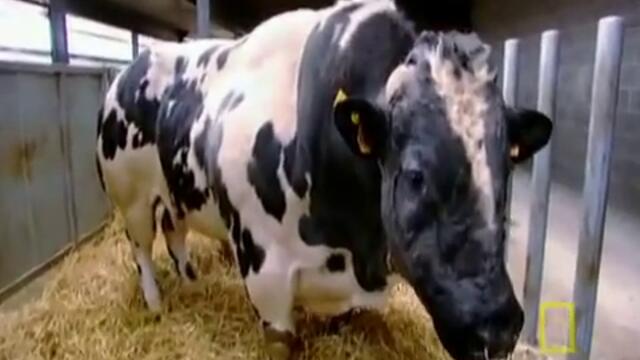 Meet the Super Cow