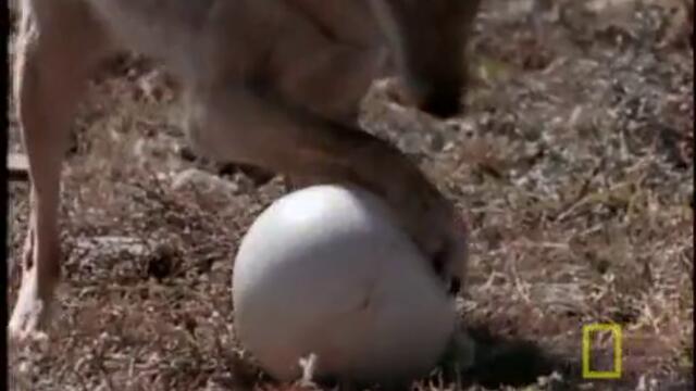 Jackal vs. Ostrich Eggs vs. Vulture