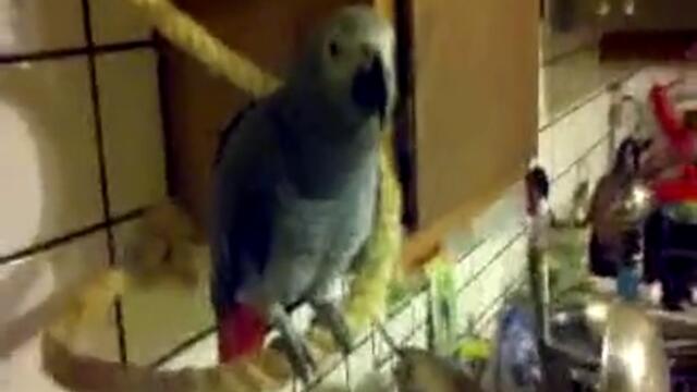Ядосан папагал мисли, че е изцеден до капка