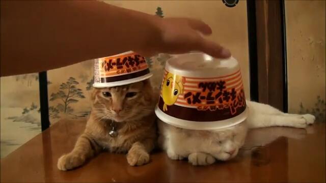 Две котки имат яки шапки