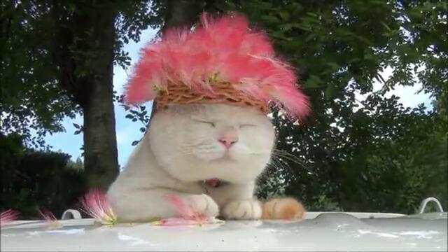 Чаровно коте с красива шапка