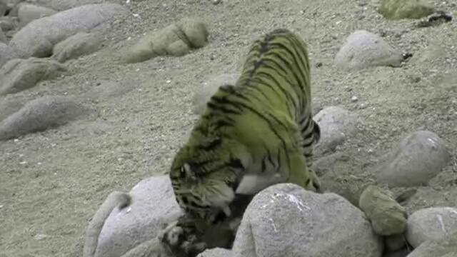Амурски тигри в Тайната гора