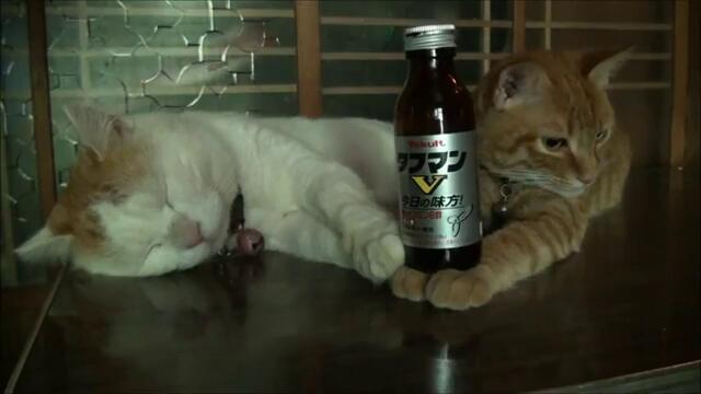 Котки правят реклама на напитки
