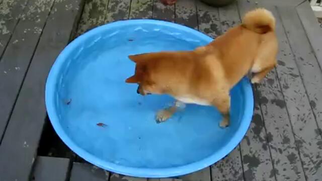 Куче гони малки риби