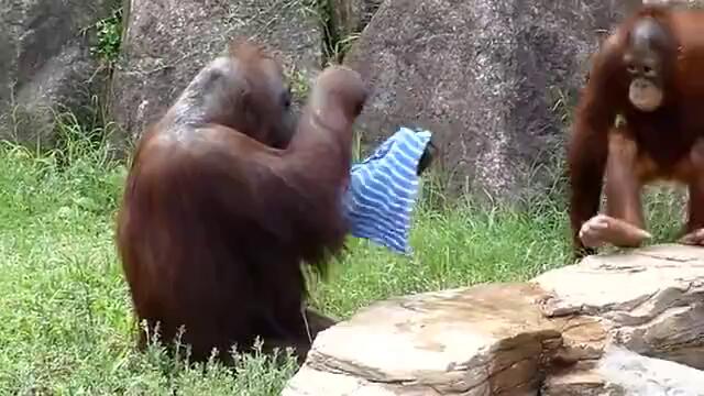 Орангутан се охлажда с кърпа!