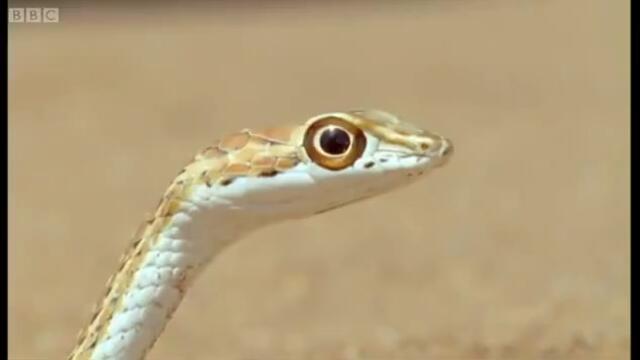 Пясъчните Змии и Гущери срещу Дивата Африка