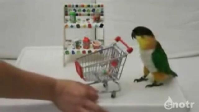 Папагал пазарува като в супермаркет