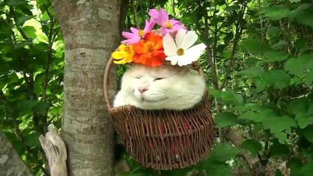 Украсено коте с шапка на цветя