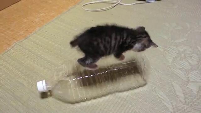 Котка си играе с пластмасова бутилка