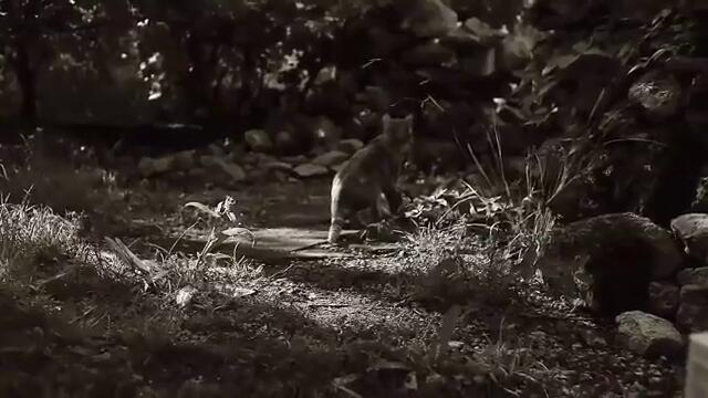 Невероятно Красиво Видео за Една Котка