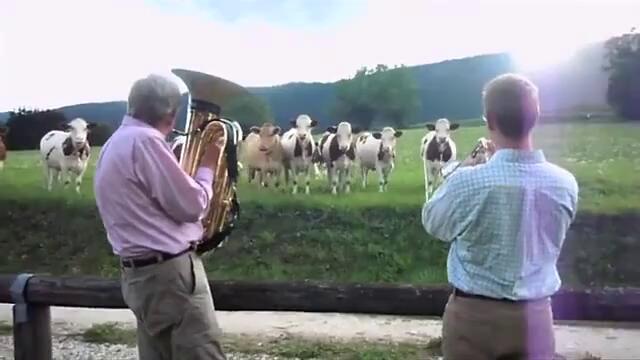 Крави любители на джаза !