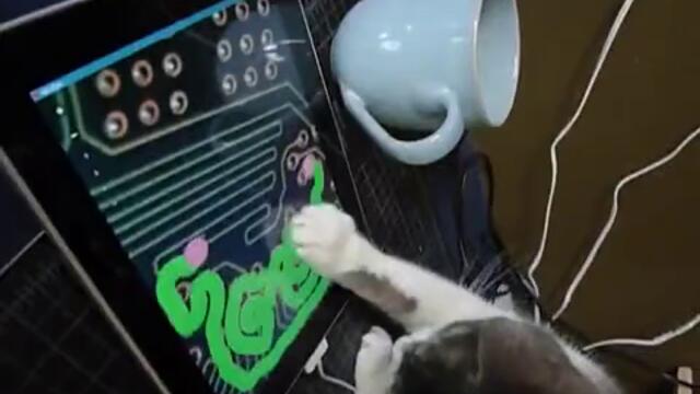 Коте играе с iPad