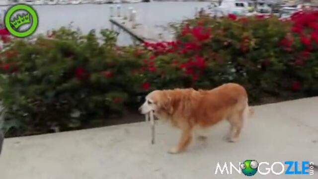 Куче се разхожда само