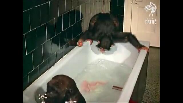 Забавна горила се чипка във вана