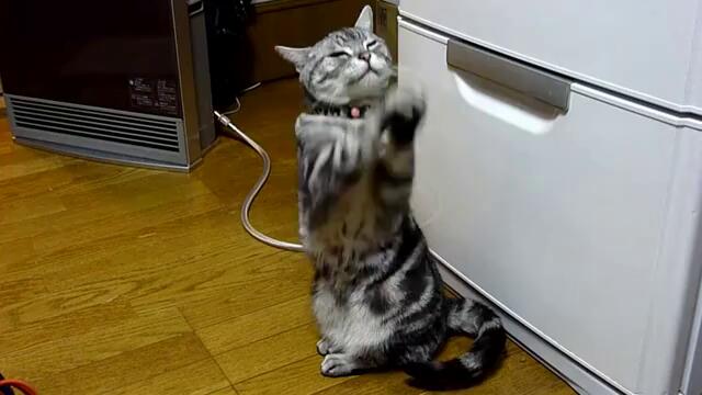 Коте се моли пред хладилника..