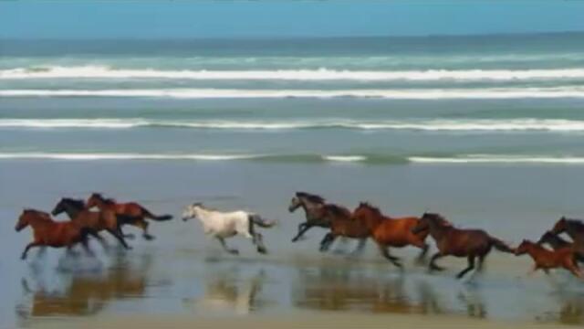 Диви коне бягащи заедно
