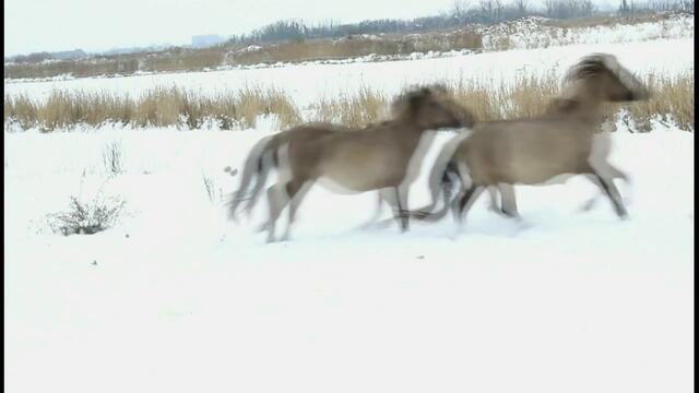 Диви коне галопиращи в снега