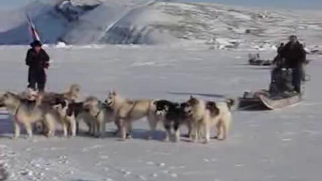 Greenland Dogs