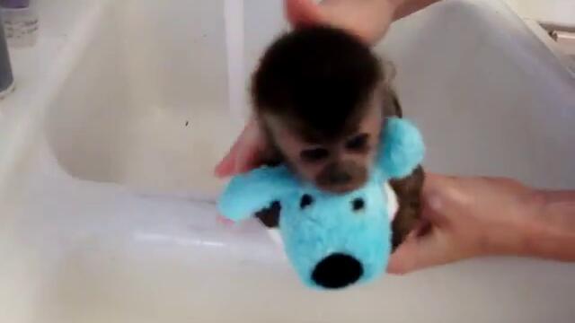 Сладка маймунка се къпе...