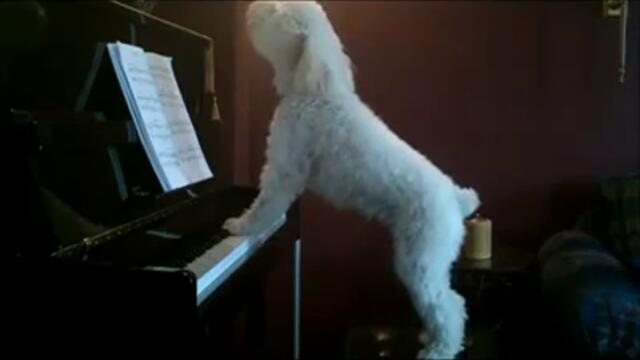 Куче пианист