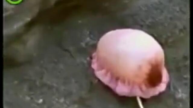 Какво става когато сипиш кока кола в медуза ?