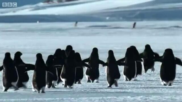 BBC - Пингвините