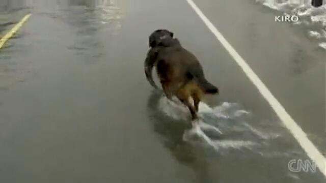 Уникално - Куче хваща риби,докато пресичат пътя!!!