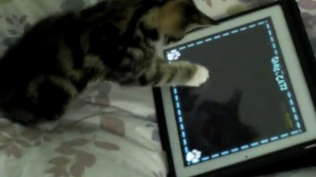 Сладко коте играе на ipad2 на игра за котета