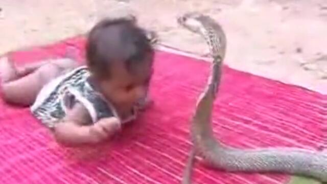Бебе Играещо Си С Отровна Змия - Кобра